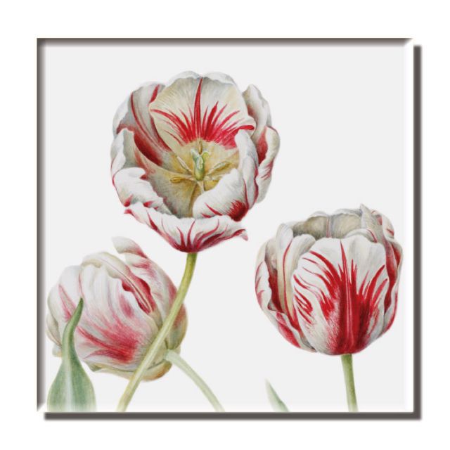 Koelkastmagneet: Tulipa 'Teyler' Anita Walsmit Sachs