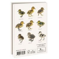 Kaartenmapje met env, klein: Kuikens, Elwin van der Kolk, Vogelbescherming