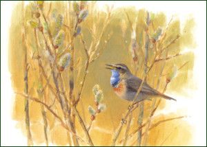 Blauwborst, Elwin van der Kolk