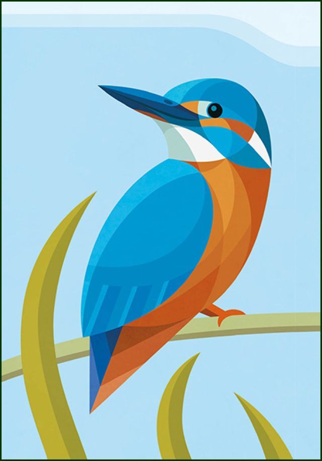 IJsvogel, Naturalis