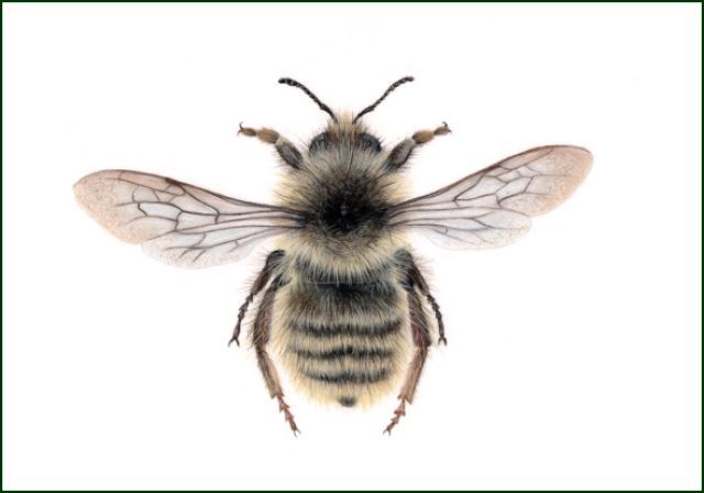 Zandhommel, Lonneke Grimbergen, Natuurmonumenten
