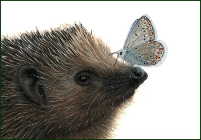 Egel met vlinder, Lonneke Grimbergen, Natuurmonumenten