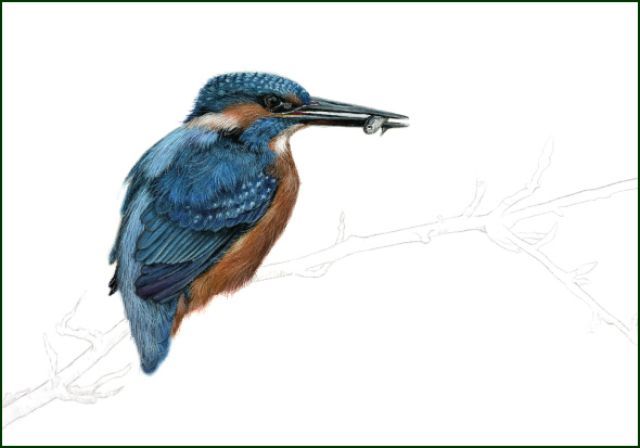 IJsvogel met visje, Lonneke Grimbergen, Natuurmonumenten