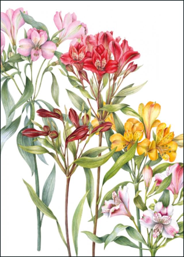 Alstroemeria, Anita Walsmit Sachs