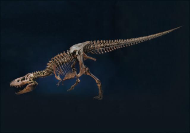 T.rex, Naturalis