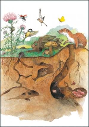 Uit 'van Mug tot Olifant', Ingrid & Dieter Schubert