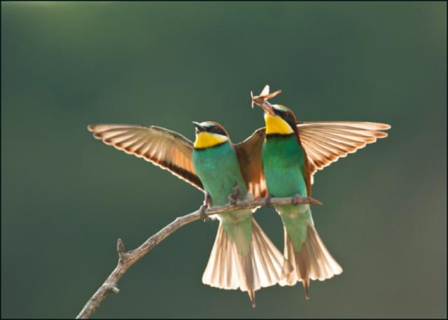 Bijeneter, AGAMI, Vogelbescherming Nederland