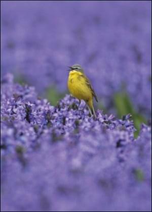 Gele kwikstaart, AGAMI, Vogelbescherming Nederland