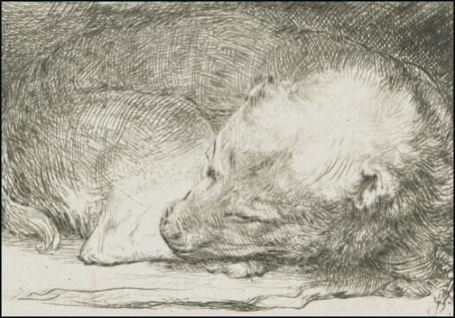 Slapend hondje, Rembrandt van Rijn, Rijksmuseum Amsterdam