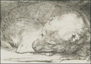 Slapend hondje, Rembrandt van Rijn, Rijksmuseum Amsterdam