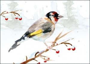Winter Bird, Distelvink, Michelle Dujardin