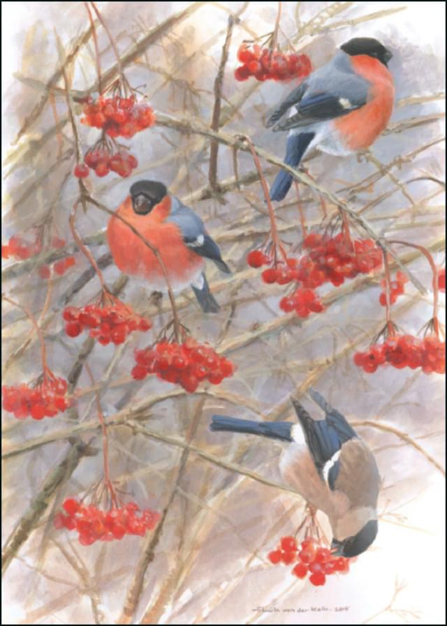 Winterbirds, Goudvinken in Gelderse Roos, Elwin van der Kolk