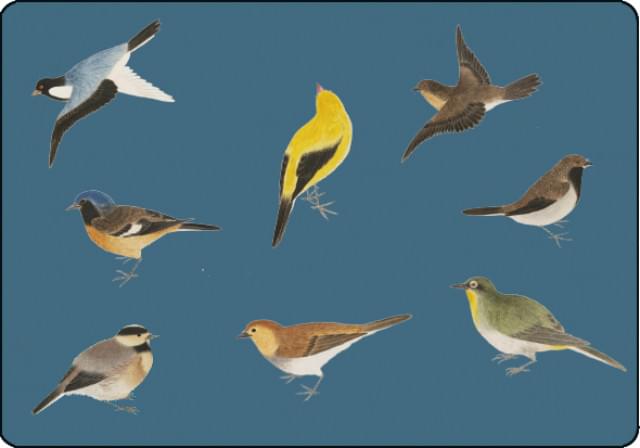 Vogels, Philipp Franz von Siebold, Naturalis Biodiversity Center