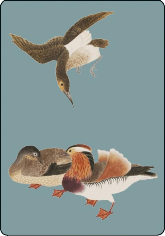 Vogels, Philipp Franz von Siebold, Naturalis Biodiversity Center
