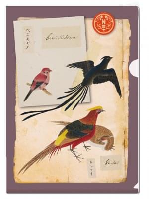 L-mapje A4 formaat: Vogels, Philipp Franz von Siebold, Naturalis Biodiversity Center