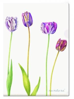 L-mapje A4 formaat: Historische Tulpen, Anita Walsmit Sachs