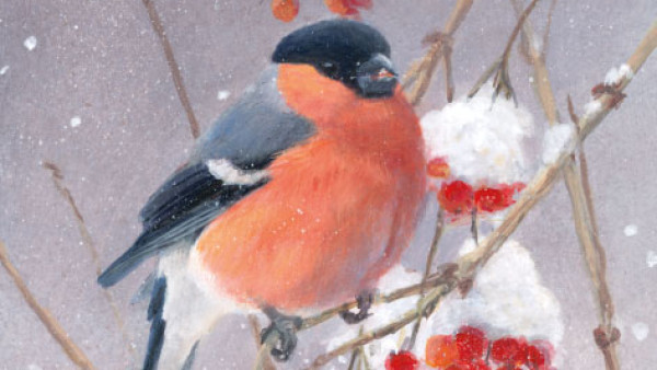 Goudvink en Gelderse roos in de winter, Elwin van der Kolk, Natuurpunt