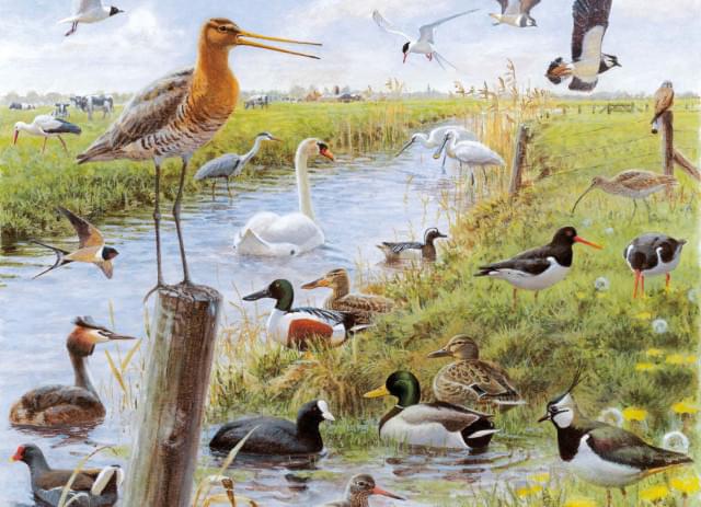 Puzzel (1.000 stukjes): Vogels, Elwin van der Kolk, Vogelbescherming Nederland - Natuurpunt