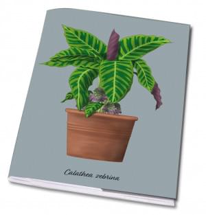 Schrift A5: Calathea zebrina, Kelly van Koppenhagen, Hortus Botanicus Amsterdam