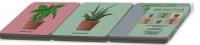 Onderzetters: Houseplants, Kelly van Koppenhagen, Hortus Botanicus Amsterdam