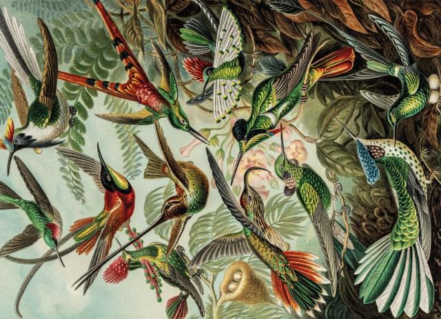 Puzzel (1.000 stukjes): Art Forms of Nature, Ernst Haeckel, Teylers Museum