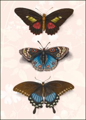 Collage (butterflies), Joseph Jakob von Plenck, The Fitzwilliam Museum