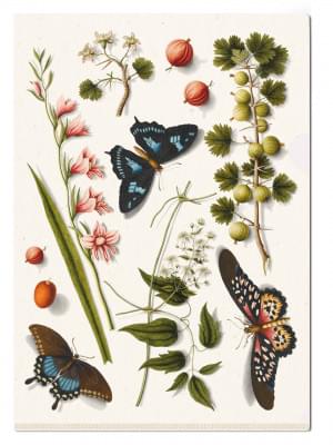 L-mapje A4 formaat: Collage (butterflies), Joseph Jakob von Plenck, The Fitzwilliam Museum
