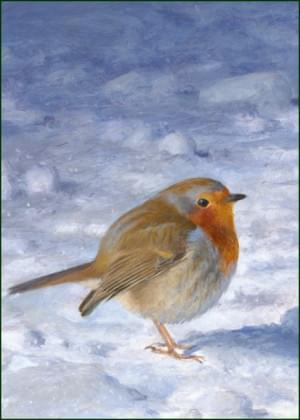 Roodborst in de sneeuw, Elwin van der Kolk