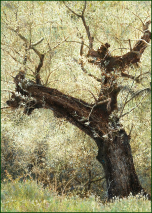 Olijfboom in Spanje, Gezien van de Riet