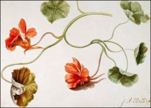 Indian Cress, Albertus Jonas Brandt