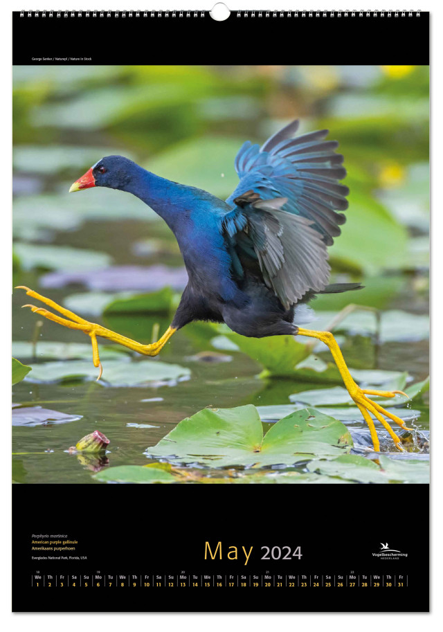 Birds posterkalender 2024, Vogelbescherming