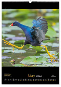 Birds posterkalender 2024, Vogelbescherming