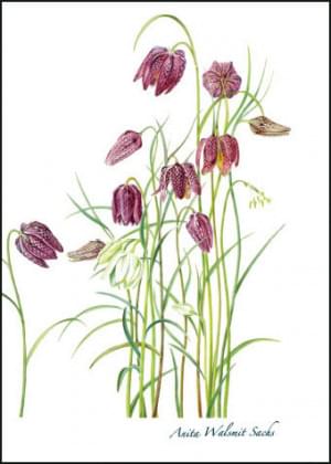 Fritillary, Anita Walsmit Sachs