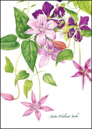 Clematis, Anita Walsmit Sachs