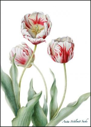 Tulipa Teyler, Anita Walsmit Sachs