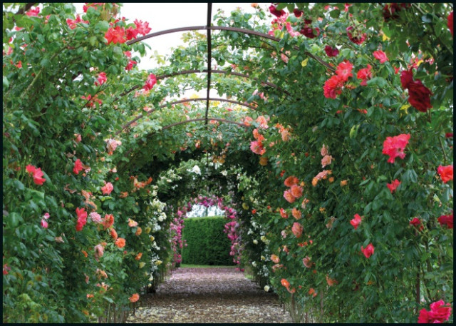 Klimrozen, Modeste Herwig