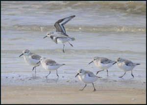 Drieteenstrandlopers, Elwin van der Kolk, Vogelbescherming
