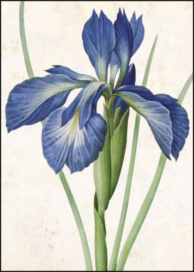 Iris Xiphiodes, Pierre-Joseph Redouté, Teylers