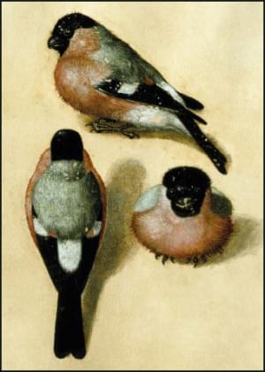 Bird in three positions, Albrecht Dürer