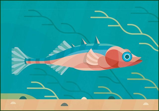 Driedoornig stekelbaarsje, Naturalis