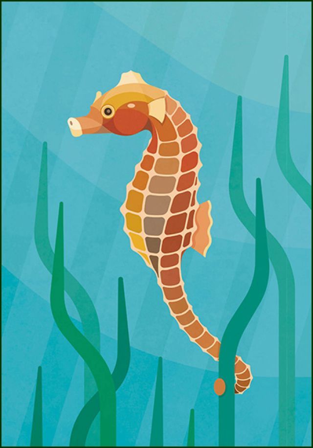 Kortsnuitzeepaardje, Naturalis