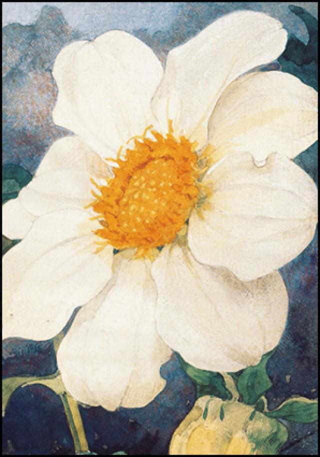 Dahlia, Jan jr. Voerman