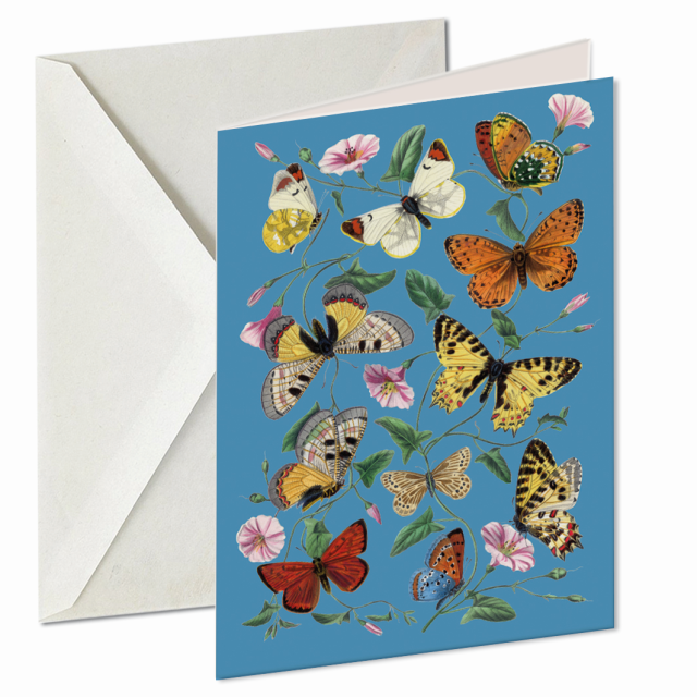 European butterflies and moths - lightblue