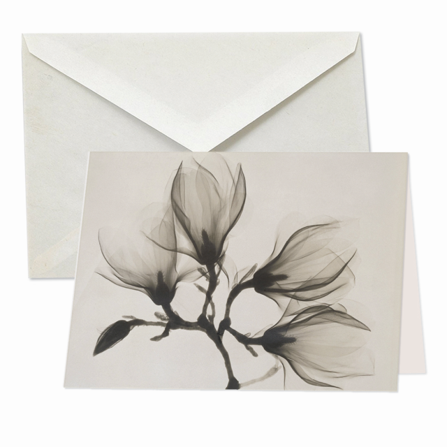 Tak van bloeiende magnolia, Rijksmuseum