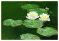 Koelkastmagneet: Waterlelies, Claude Monet