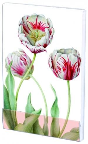 Notitieblokje: Tulipa 'Teyler', Anita Walsmit Sachs