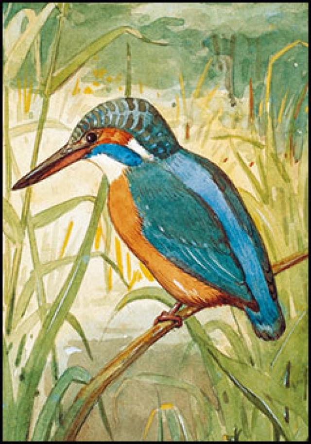 Ijsvogel, Jan van Oort