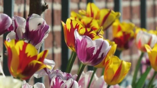 Paleis het Loo