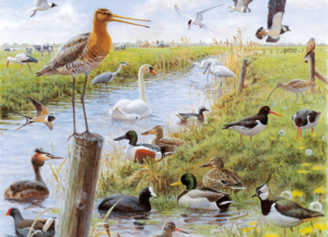 Puzzle (1.000 pieces): Vogels, Elwin van der Kolk, Vogelbescherming Nederland