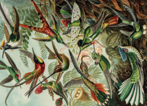 Puzzle (1.000 pieces): Art Forms of Nature, Ernst Haeckel, Teylers Museum